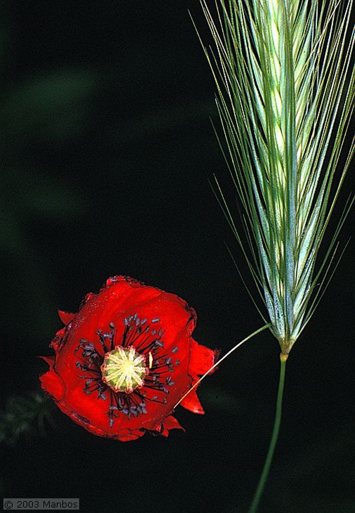 Fotos de Miguel Angel
Begonia
España